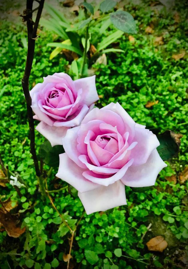 Ekas Rosengarten Gori Bagian luar foto