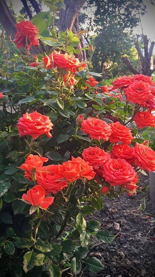 Ekas Rosengarten Gori Bagian luar foto