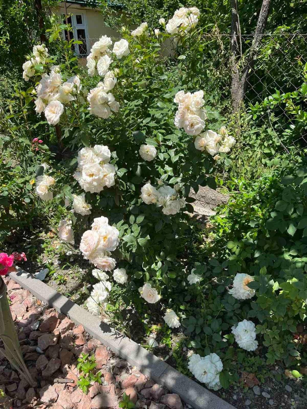 Ekas Rosengarten Gori Bagian luar foto
