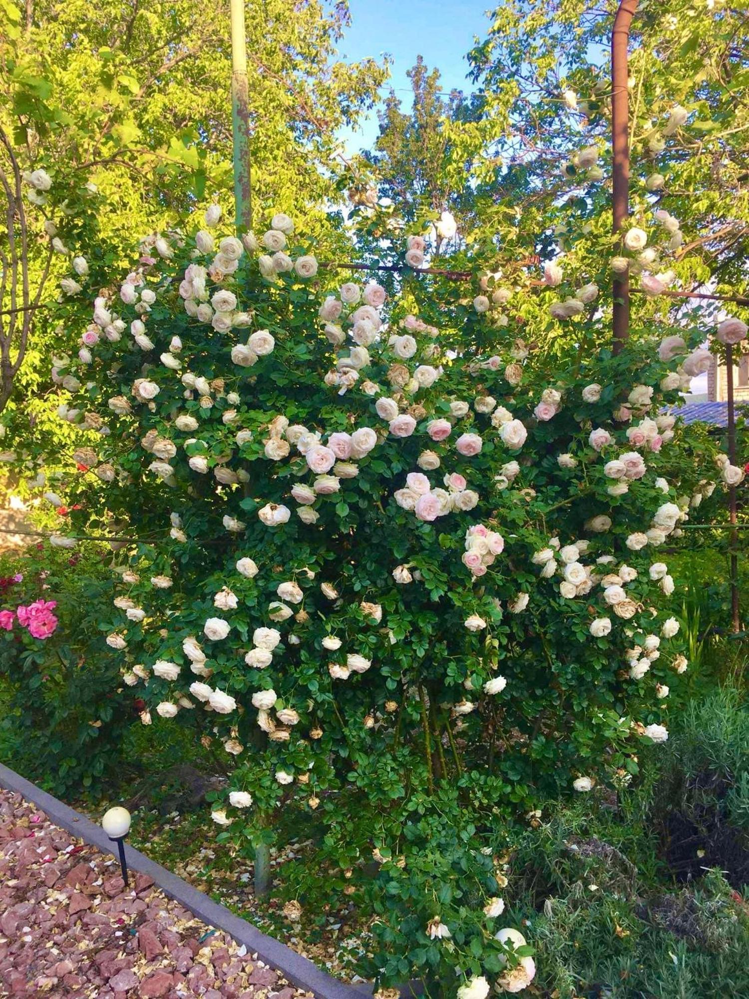 Ekas Rosengarten Gori Bagian luar foto