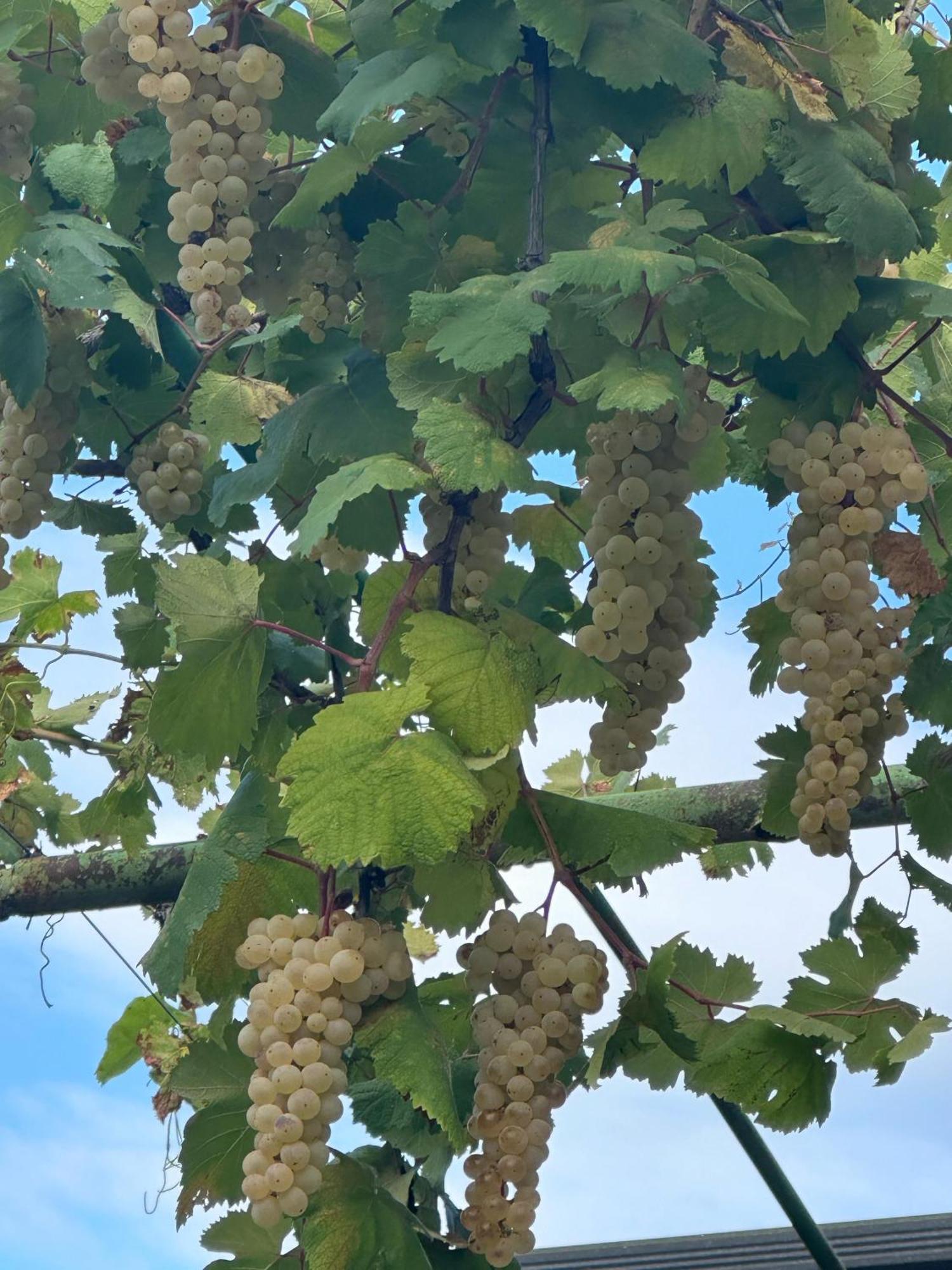 Ekas Rosengarten Gori Bagian luar foto