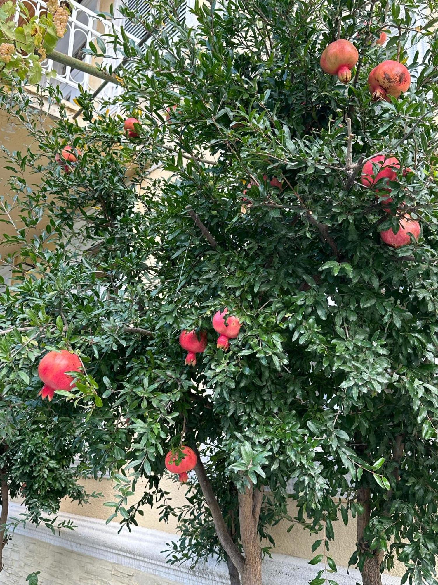 Ekas Rosengarten Gori Bagian luar foto