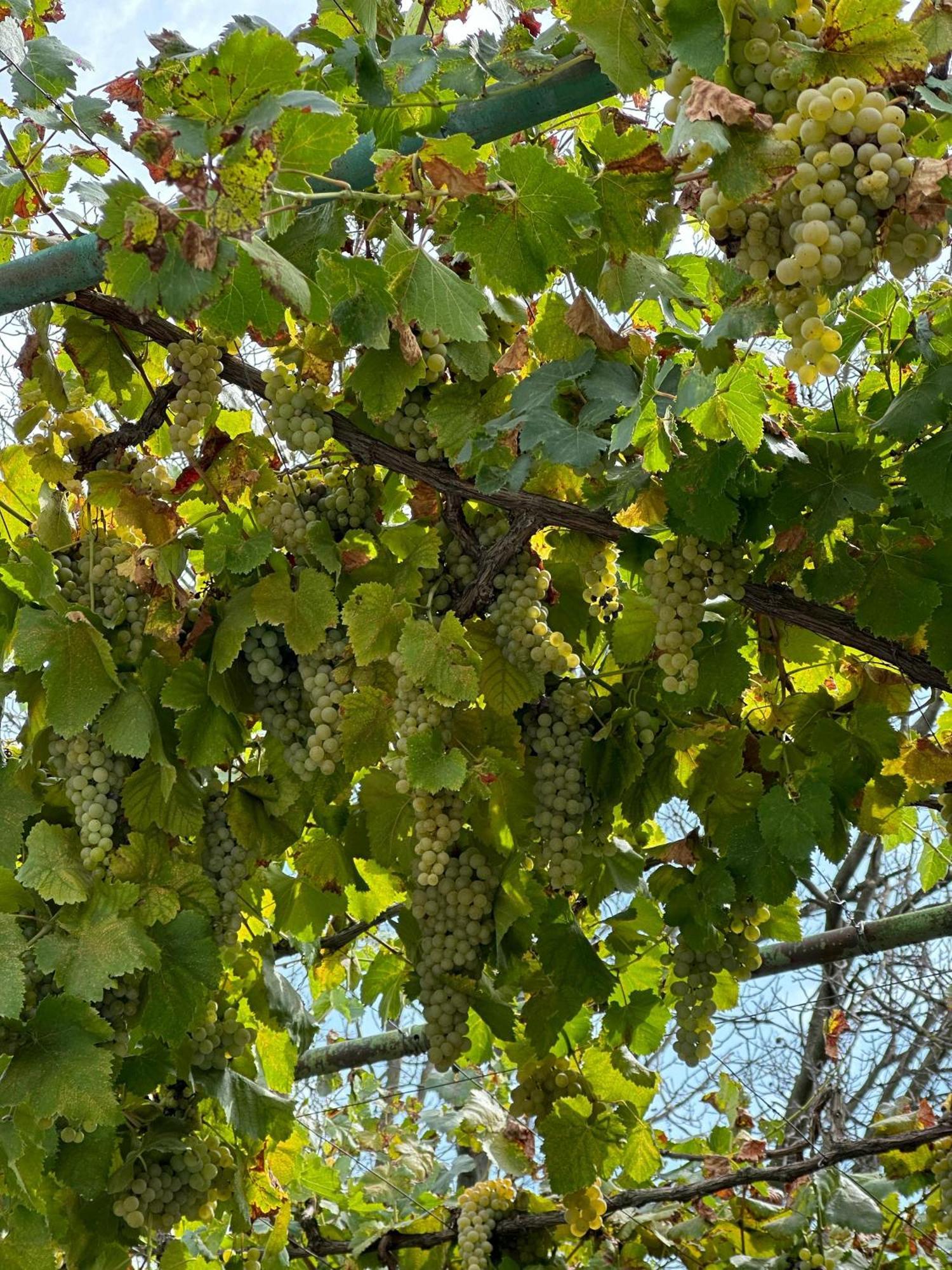 Ekas Rosengarten Gori Bagian luar foto